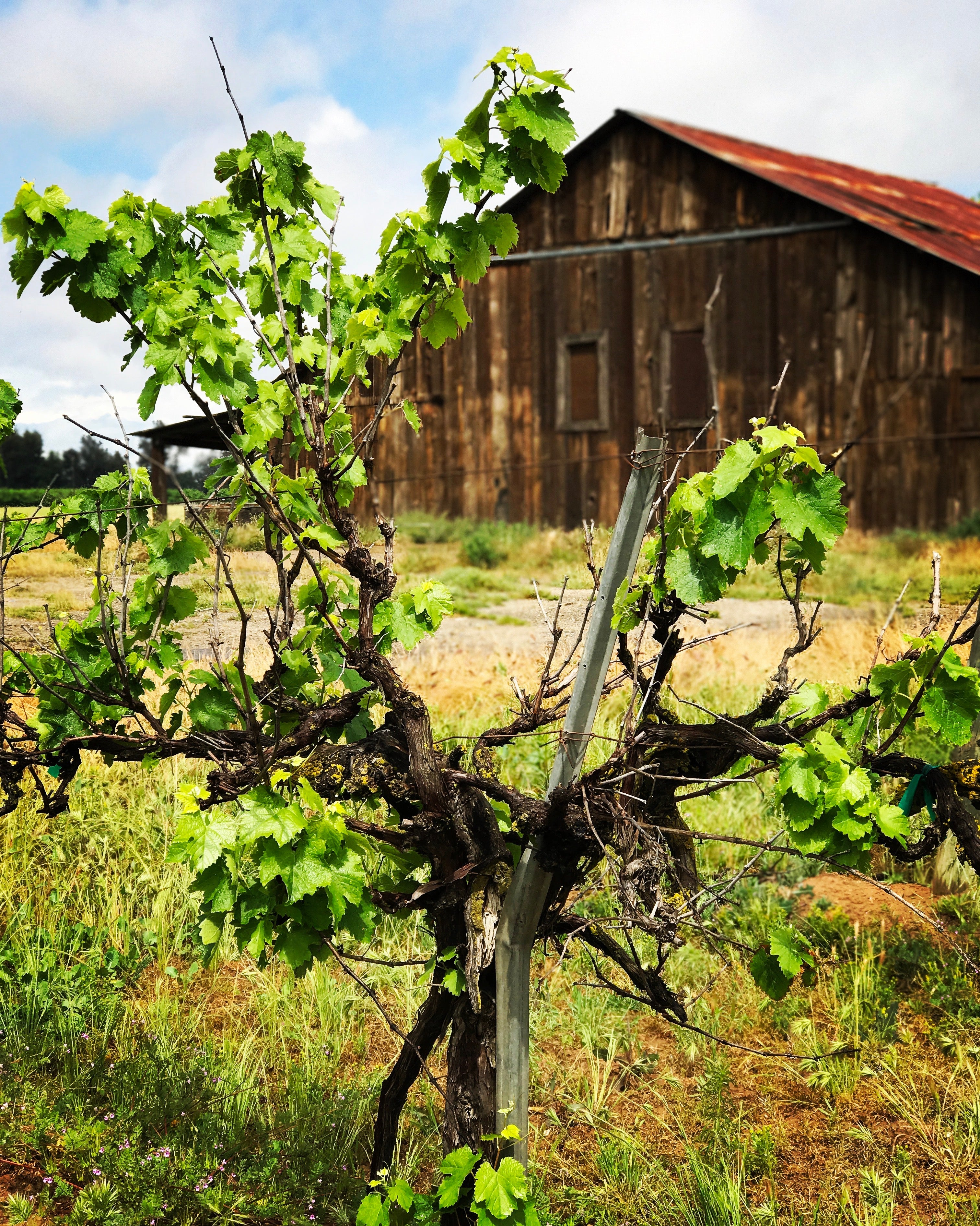 Vineyard with a rustic wooden barn in the background